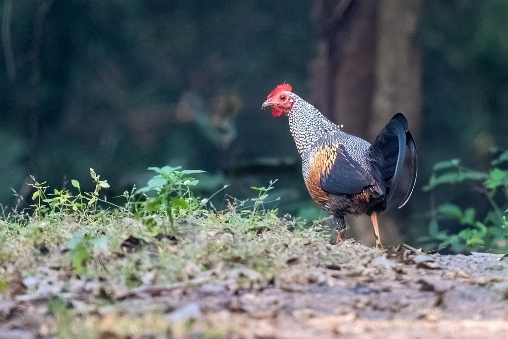 Grey Junglefowl